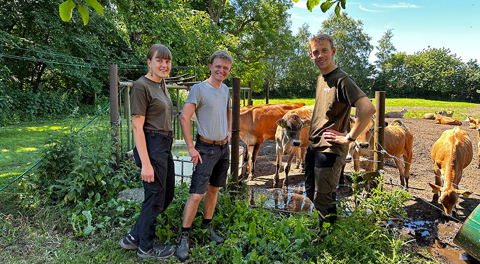 Landbrugsskolen Sjælland i Høng og Roskilde - køer på mark