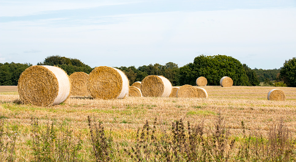 Landbrugsskolen Sjælland i Høng og Roskilde - høballer på mark