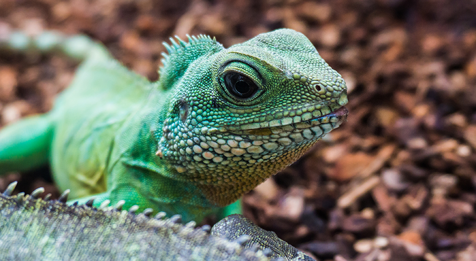 En vild sommer med dyr (4.-7. klasse)