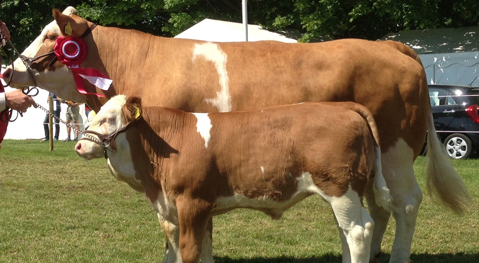 Elever og undervisere fra Landbrugsskolen Sjælland deltog i årets dyrskue i Roskilde med 10 stykker kødkvæg med af racen Simmental - og vandt førstepræmien indenfor sin race.