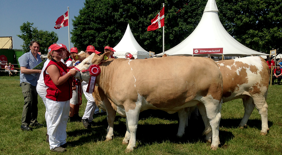 Elever og undervisere fra Landbrugsskolen Sjælland deltog i årets dyrskue i Roskilde med 10 stykker kødkvæg med af racen Simmental - og vandt førstepræmien indenfor sin race.