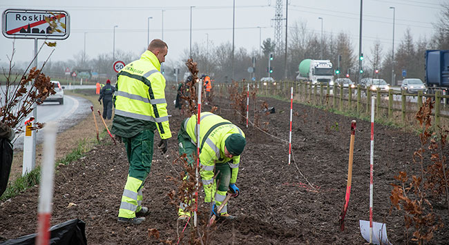 Elever planter læhegn langs Køgevej