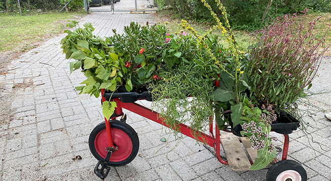 Festivalplanter får nyt liv