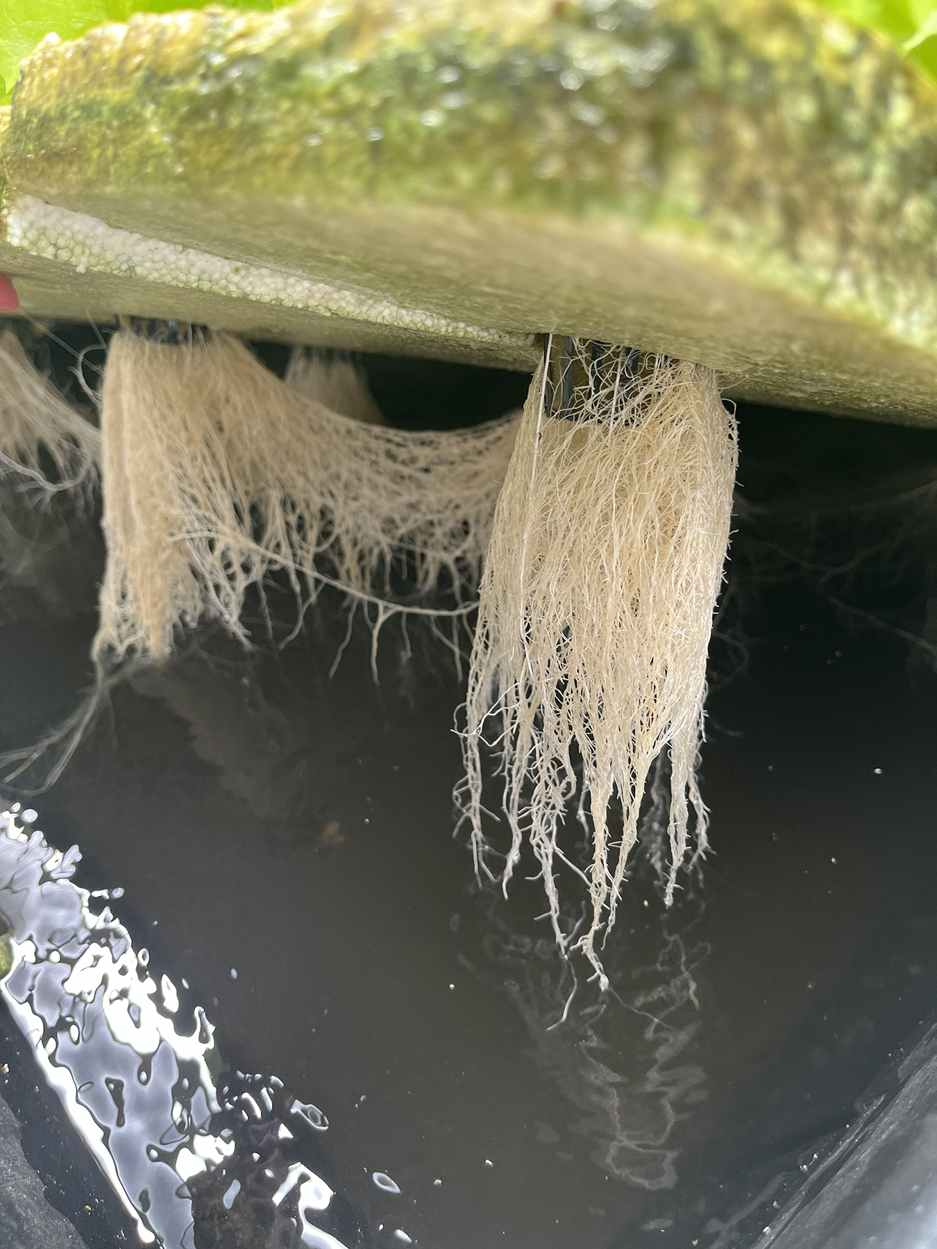 Internationalt Samarbejde Styrker Undervisningen I Hydroponi 2