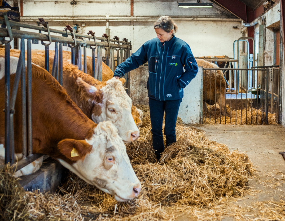 Underviser fra landbrugsskolen står ved køer i stalden